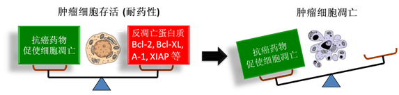 图 1：肿瘤细胞顺利获得反凋零蛋白产生耐药性，对反凋零蛋白的抑制将改变平衡，消除肿瘤耐药性。
