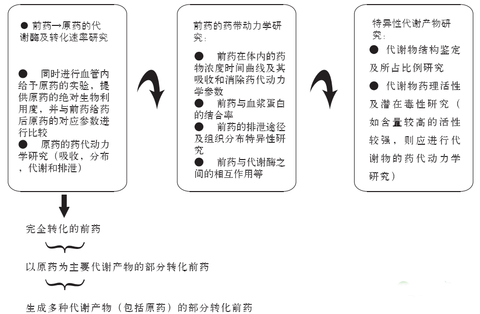 前药的“药代动力学”