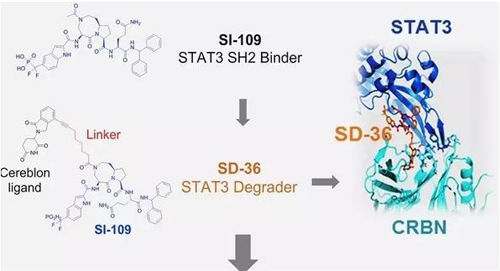 结构优化得到的SH2结合分子SI-109与CRBN结合，得到SD-36