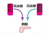 葡萄糖激酶(GK)与血糖稳态：糖尿病治疗靶点解析