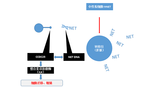 除了单纯的捕获，NET DNA与CCDC-25的结合还增强了癌细胞的侵袭行为，促进了癌症的肝转移。