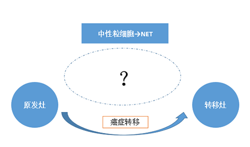 NET可能会顺利获得某些方式“捕获”或“唤醒”癌细胞，从而造成癌细胞的迁移。