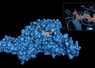 Science重磅！一种“分子剪刀”如何成为COVID-19药物的重要靶标？