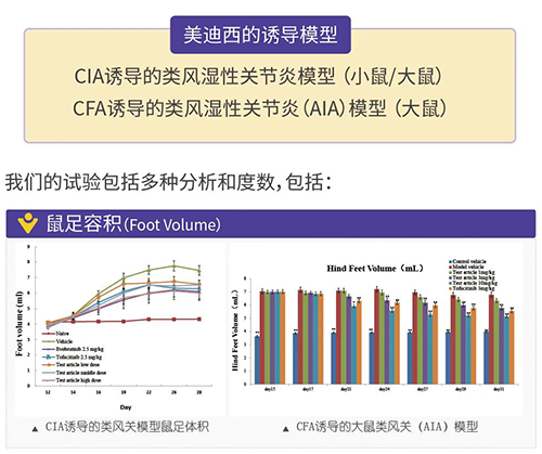 K8官网诱导的类风湿性关节炎模型