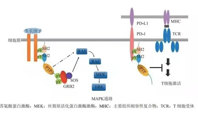 晚期恶性肿瘤患者的福音！K8官网助力凌达生物SHP2变构抑制剂RG001片获批临床