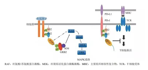 晚期恶性肿瘤患者的福音！K8官网助力凌达生物SHP2变构抑制剂RG001片获批临床 
