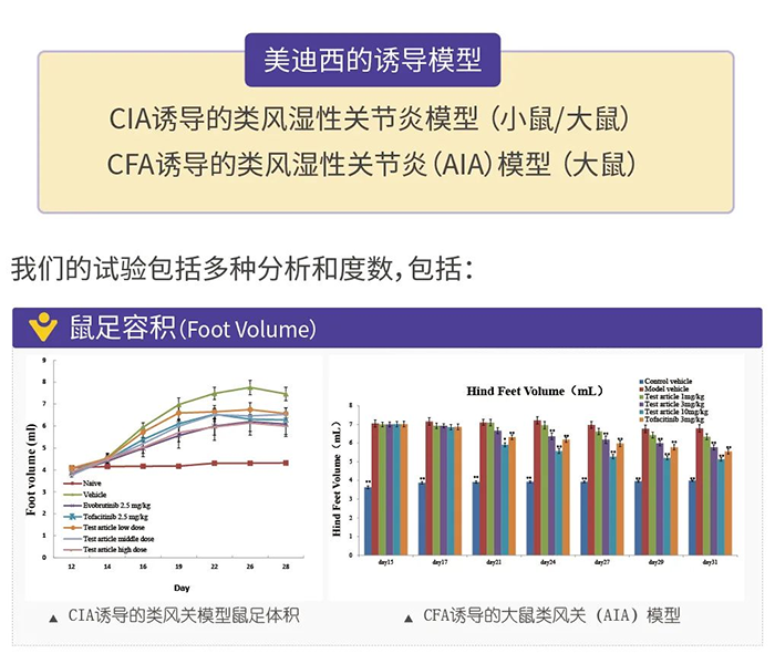 K8官网诱导的类风湿性关节炎模型-1.png