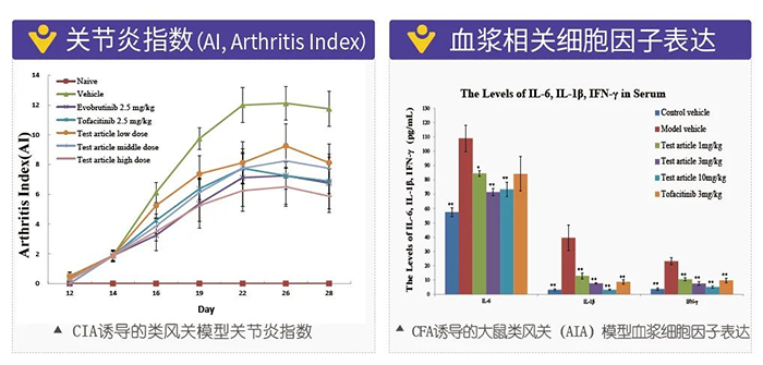 K8官网诱导的类风湿性关节炎模型-2.png
