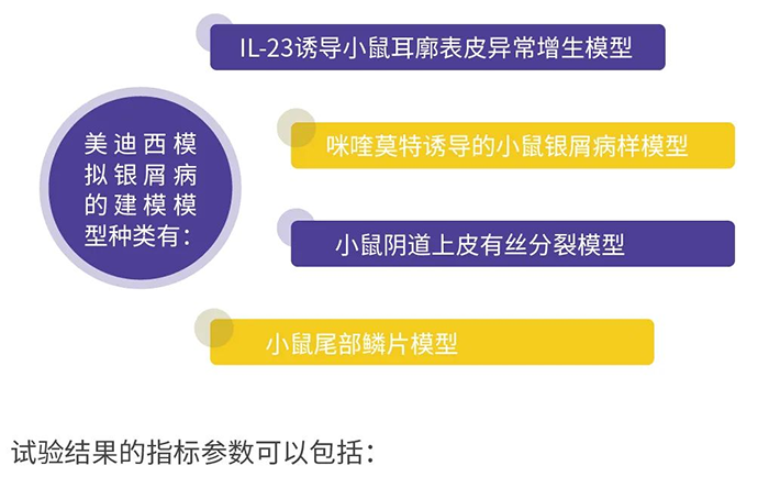 K8官网模拟银屑病的建模模型.png