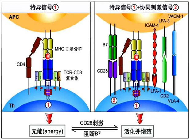 K8官网助力 | 国内CD19×CD3×CD28三特异性抗体获FDA默示许可