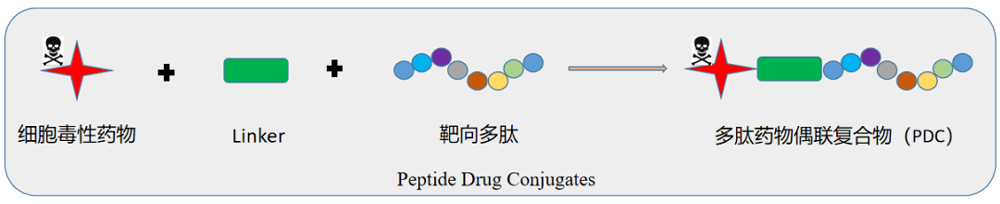多肽偶联药物（PDC）结构示意图.png