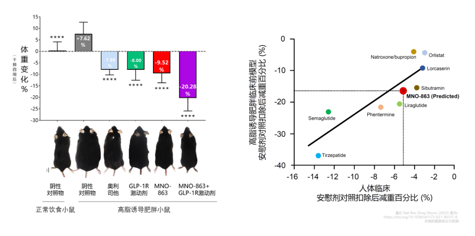 4周降低近10%体重！K8官网助力慕恩生物MNO-863活菌生物药获批临床
